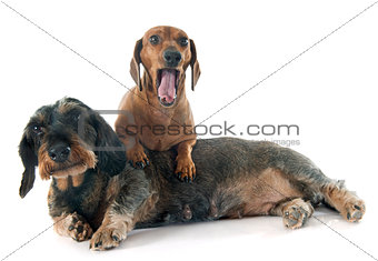 two dachshunds