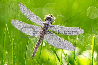 Dragonfly with dew drops