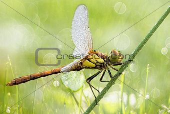 Dragonfly with water drops close-up