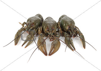 Three crayfishes