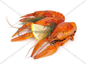Boiled crawfishes with lemon slice and dill