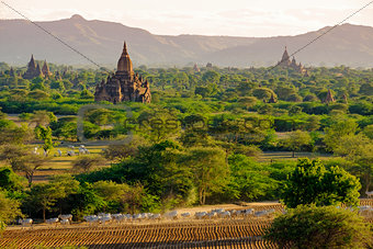 Landscape view of ancient temples with cows and fields, Bagan