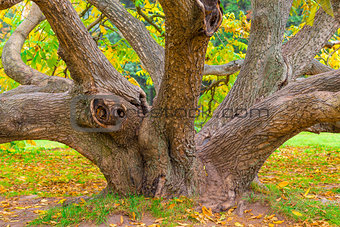 crooked old deciduous tree in autumn forest