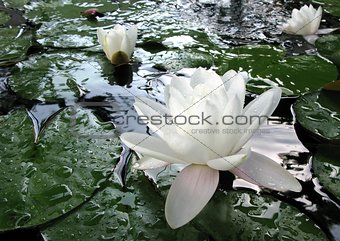 Beautiful pink waterlily or lotus flower in a pond with rain drops