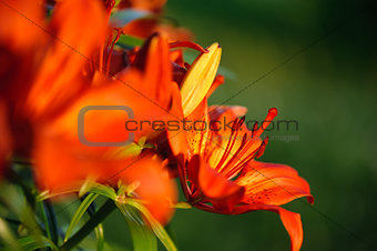 Orange lily closeup