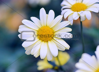 Camomile outside on blue background