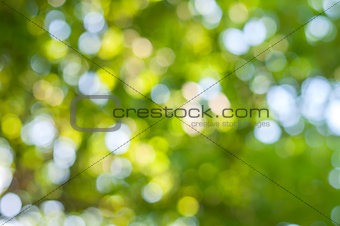 Green and yllow bokeh abstract light background, outdoor