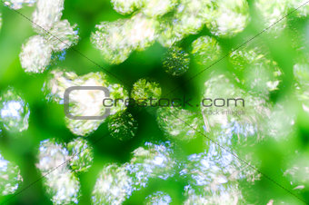 Green bokeh abstract light background 1