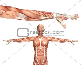 3D medical figure showing elbow pronation