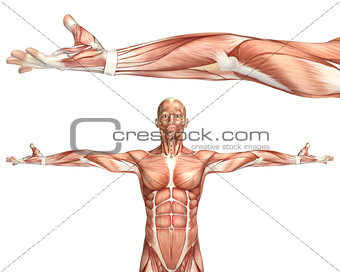 3D medical figure showing elbow supination