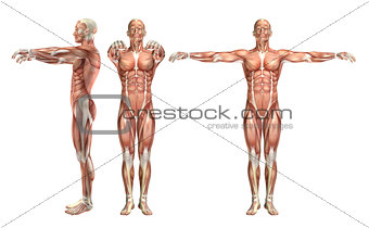 3D male medical figure showing shoulder abduction and horizontal