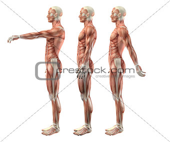 3D male medical figure showing shoulder flexion, extension and h