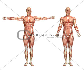 3D male medical figure showing shoulder scaption