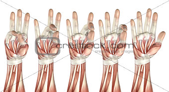 3D medical figure showing thumb touching each finger