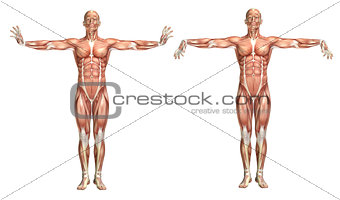 3D medical figure showing wrist extension and flexion