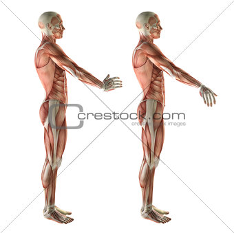 3D medical figure showing wrist radial deviation and ulnar devia