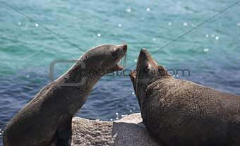 Fur Seals Interacting Arguing