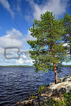 Karelian landscape: pines on the rocks. Lake Pongoma, Russia