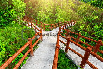 crossed bridges in tropical forest