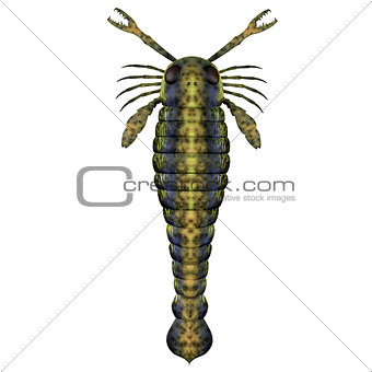 Pterygotus Silurian Scorpion