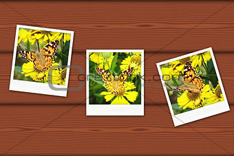 Vintage photos of butterfly