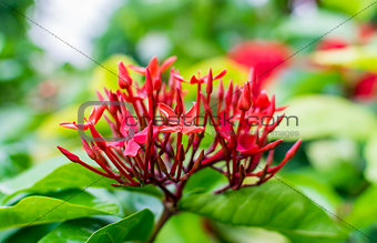 Closeup of Red Ixora Coccinea flower