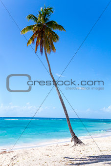 Palm tree on the beach of Isla Saona
