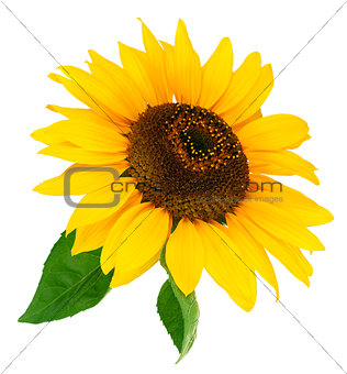 Flower sunflower with green leaf
