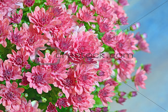 pink autumnal chrysanthemum