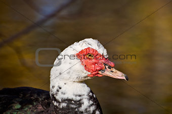 Muscovy Duck Closeup