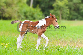 Horse foal walking in green grass 