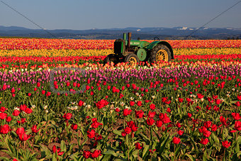 Oregon Tulip Field & Tractor