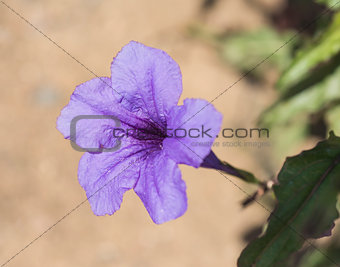 Closeup of a wild petunia flower