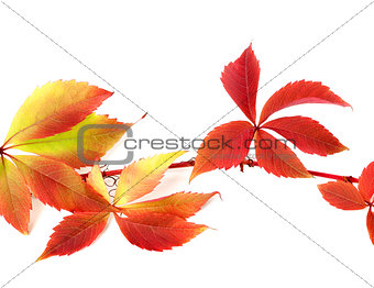 Red autumnal branch of grapes leaves 