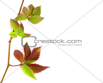Multicolor autumnal twig of grapes leaves, parthenocissus quinqu
