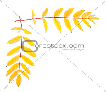 Yellow autumn rowan leaves