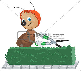 Ant Gardener cuts bush. Gardener with scissors cuts the leaves
