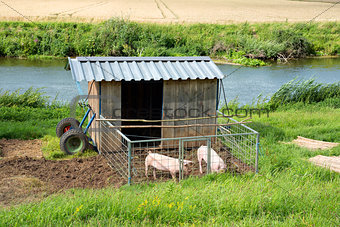 pigs with shed