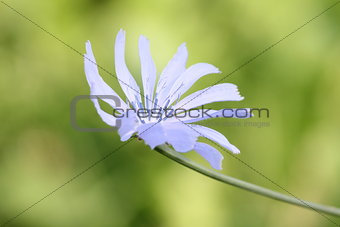 Chicory Plant Flower (Cichorium intybus)