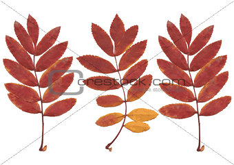 Real autumn rowan leaves, set from 3 red-yellow branches