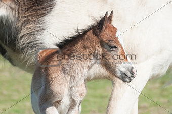 newborn foal portrait