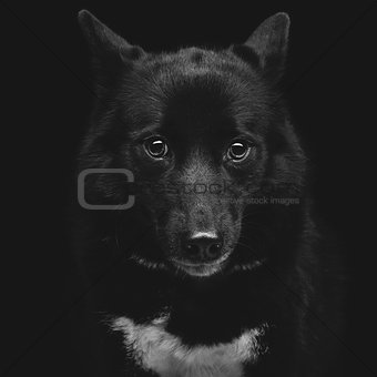 Black eskimo dog