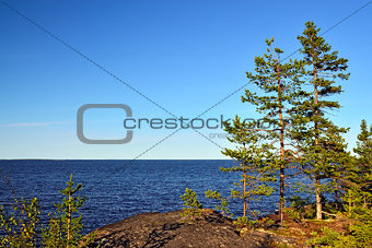 Karelian landscape: pines on the rocks. Russia