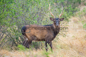 Sika Buck