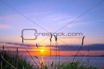 wild tall grass sunset on the wild atlantic way