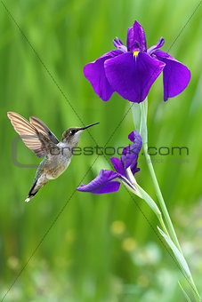 Hummingbird with iris flower over green background