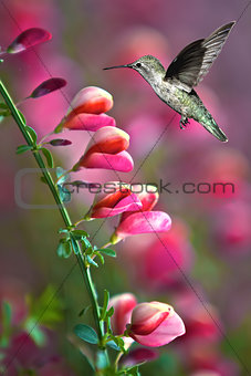 Hummingbird with pink flower over green background