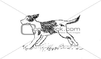 running Dog on grass hand drawing