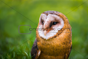 Tyto alba - Close Up Portrait of a Barn Owl