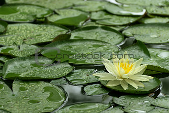 Yellow Water Lily after rain